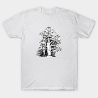 Monterey Cypress Alamo Square Park San Francisco CA T-Shirt